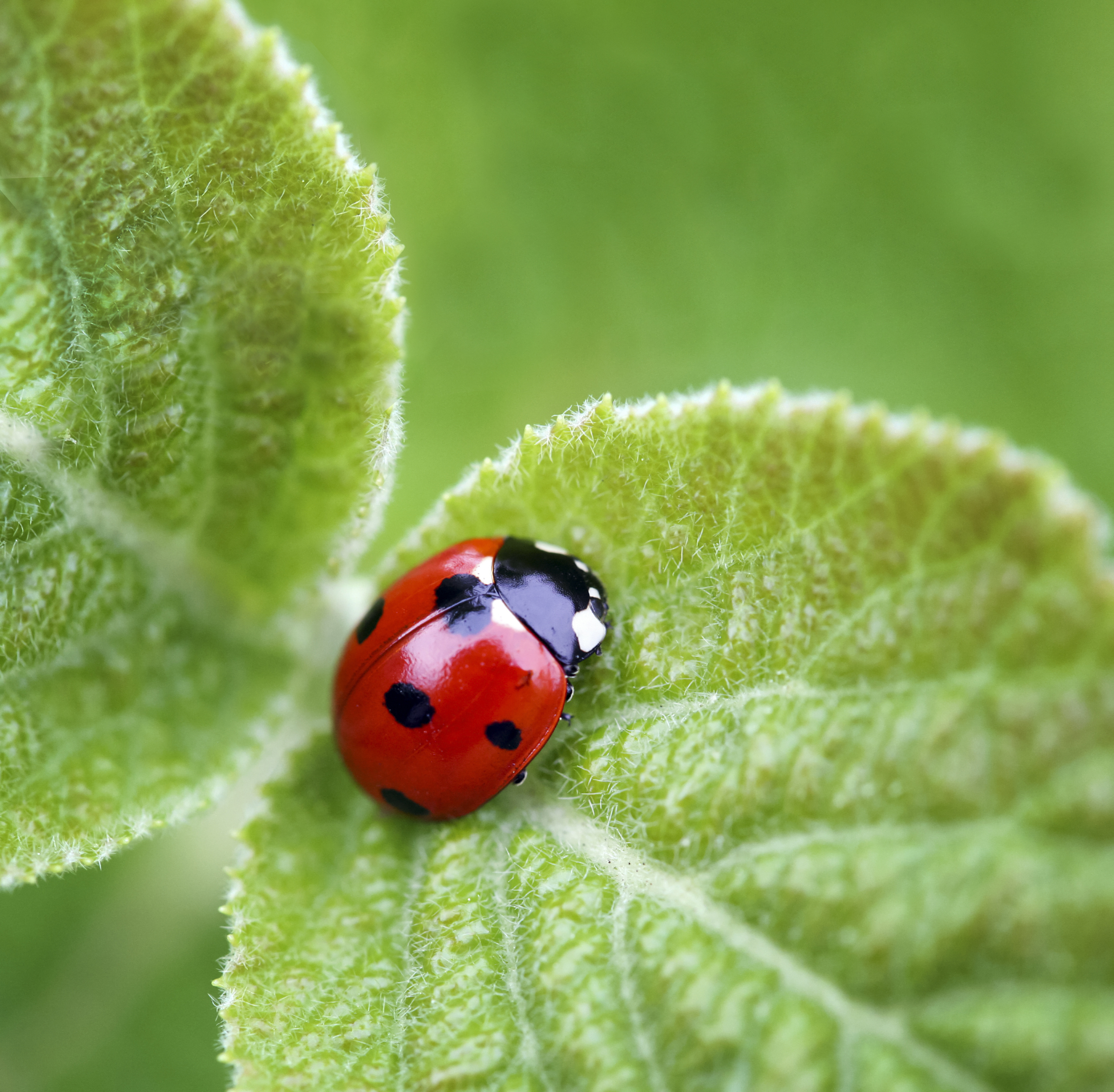 Photo of a lady bug on a leaf