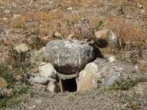 July 2019 – A burrowing owl was recently spotted on the Anderprises property adjacent to SR 905. This site was preserved as part of the mitigation efforts for the SR 11/Otay Mesa East Port of Entry Project through the Transnet Environmental Mitigation program. For more information call (619) 688-6670 or email CT.Public.Information.D11@dot.ca.gov