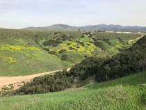 July 2019 – As part of the SR 11/Otay Mesa East Port of Entry Project; several sites in South County were preserved as open space to mitigate impacts from construction; including Johnson Canyon. This habitat is home to many plants and animals; including the coastal California gnatcatcher; Least Bell’s vireo; the Quino checkerspot butterfly; the Otay tarplant; and the Cactus wren. For more information call (619) 688-6670 or email CT.Public.Information.D11@dot.ca.gov