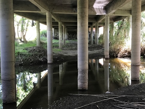 Photo of exposed bridge piles.