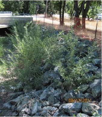 Figure 18 Gibbson Creek Cuttings through RSP Summer 2011