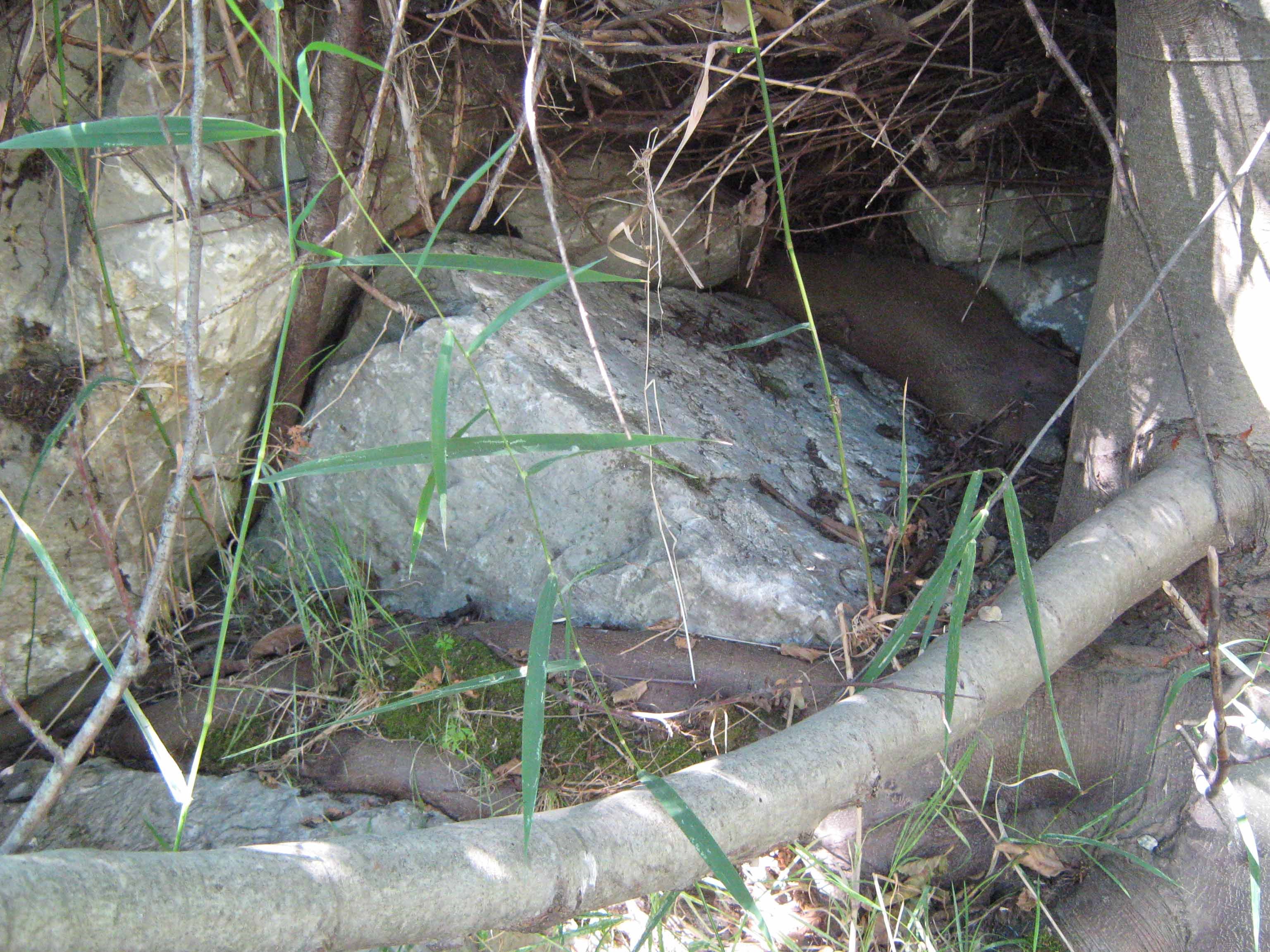 Figure 7- Weaver Creek, Root System through Soil and RSP