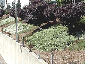 Photo of a variety of vegetation on a hillside