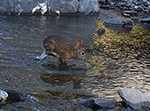 Little Lost Man Creek Animal Passing