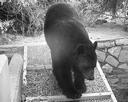 Photo of a bear using a wildlife passage.