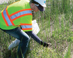 Photo thumbnail of a Caltrans worker picking up litter.